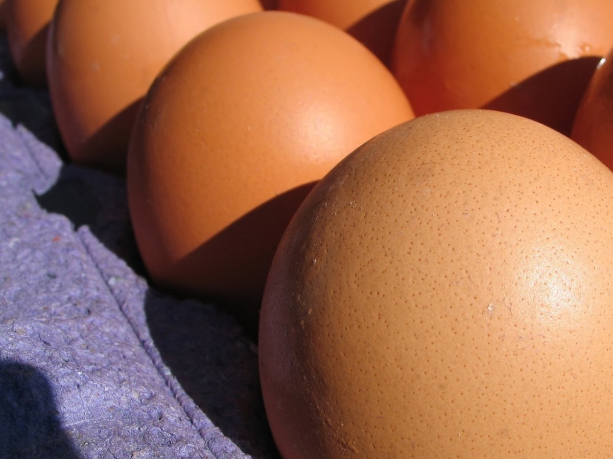 Открытие новой фермы Clean Eggs для производства «чистых» инкубационных&nbsp;яиц